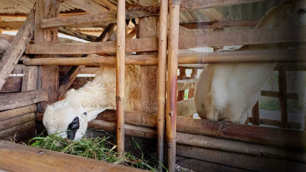 syarat kambing aqiqah